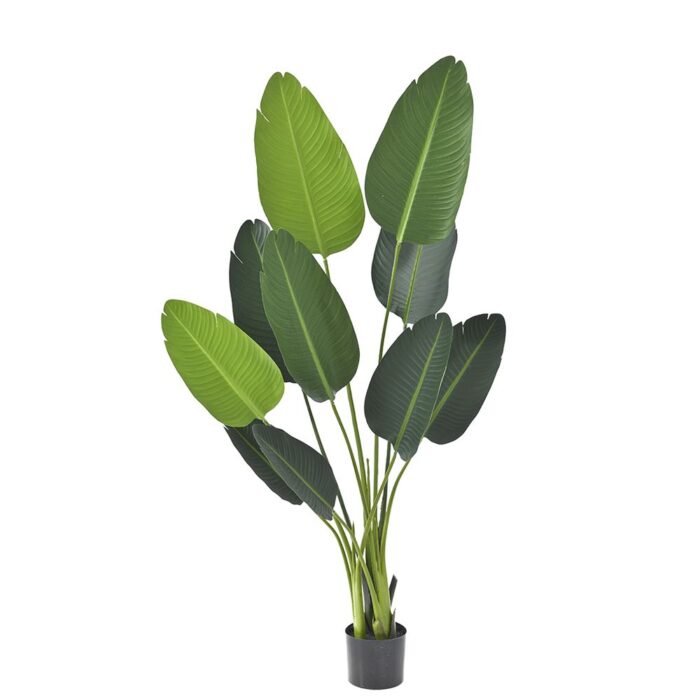 80889 ΦΥΤΟ ΜΠΑΝΑΝΙΑ 150ΕΚ.ΜΕ 10 ΦΥΛΛΑ ΣΕ ΠΛΑΣΤΙΚΗ ΓΛΑΣΤΡΑ (15Χ13ΕΚ) - Image 1