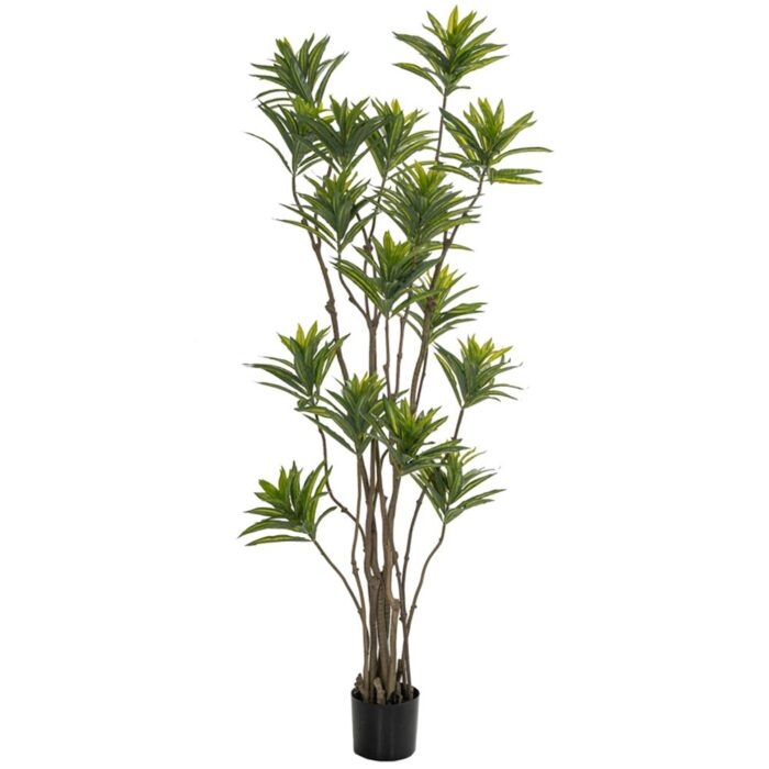 85117 ΦΥΤΟ BAMBOO 180ΕΚ.ΣΕ ΜΑΥΡΗ ΠΛΑΣΤΙΚΗ ΓΛΑΣΤΡΑ (ΔΙΑΜΕΤΡΟΣ 65ΕΚ.) ΠΕΡΙΠΟΥ - Image 1