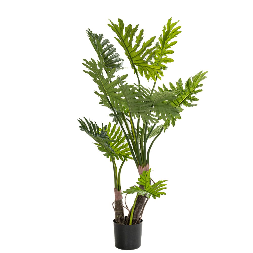 85116 ΦΥΤΟ ΦΥΛΛΟΔΕΝΤΡΟ 160ΕΚ. Χ2 ΣΕ ΜΑΥΡΗ ΠΛΑΣΤΙΚΗ ΓΛΑΣΤΡΑ (Φ18Χ20ΕΚ) Χ2 ΔΙΑΜΕΤΡΟΣ 80ΕΚ. - Image 1