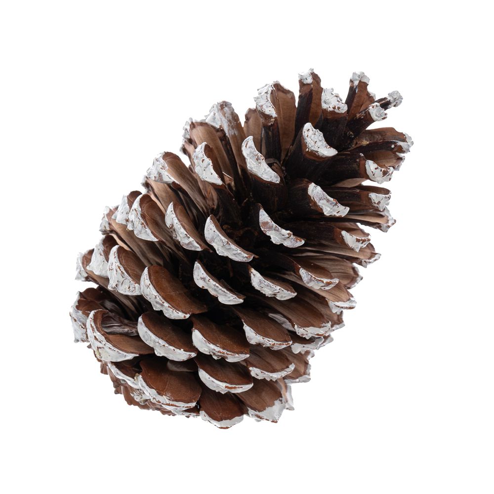 30173 ΚΟΥΚΟΥΝΑΡΑ ΦΥΣΙΚΗ 13-15ΕΚ ΒΑΜΜΕΝΗ ΔΙΑ ΧΕΙΡΟΣ - Image 1